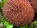 Lycoperdon_nigrescens_ce7689s