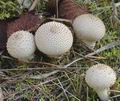 Lycoperdon_perlatum_a6980