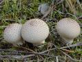 Lycoperdon_perlatum_a6983