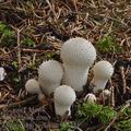 Lycoperdon_perlatum_be3245