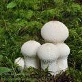 Lycoperdon_perlatum_be3247