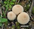 Lycoperdon_perlatum_bm8679