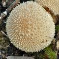 Lycoperdon_perlatum_bm8686