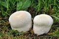 Lycoperdon_pratense_bv3215