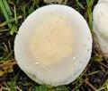 Lycoperdon_pratense_bv3218