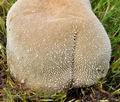 Lycoperdon_pratense_bv3254