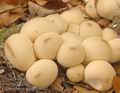 Lycoperdon_pyriforme_a8237