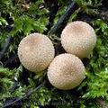 Lycoperdon_pyriforme_am0470