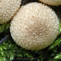 Lycoperdon_pyriforme_am0472