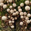 Lycoperdon_pyriforme_bi1437