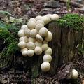 Lycoperdon_pyriforme_bi4823