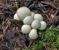 Lycoperdon_pyriforme_bo9981