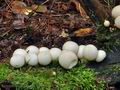 Lycoperdon_pyriforme_bo9991