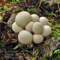 Lycoperdon_pyriforme_bp0004