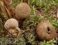 Lycoperdon_umbrinum_a8449