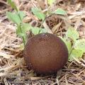 Lycoperdon_umbrinum_aj2564