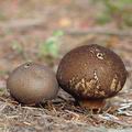 Lycoperdon_umbrinum_aj2580