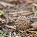 Lycoperdon_umbrinum_aj2583