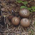 Lycoperdon_umbrinum_aj2595