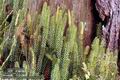 Lycopodium_annotinum_11054