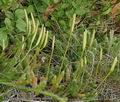 Lycopodium_clavatum_a5768