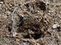 Lycosa_singoriensis_j8796