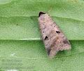 Lygephila_pastinum_hz6355