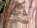 Lymantria_dispar_10470