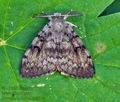 Lymantria_dispar_bv0144