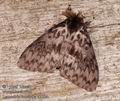 Lymantria_monacha_a2684