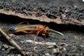 Lymantrichneumon_disparis_cg6156s