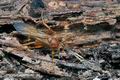 Lymantrichneumon_disparis_cg6187s