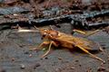 Lymantrichneumon_disparis_cg6206s