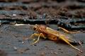 Lymantrichneumon_disparis_cg6219s