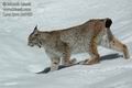 Lynx_lynx_dc5483