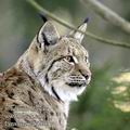 Lynx_lynx_fd7264