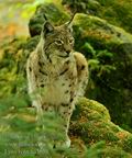 Lynx_lynx_ha5638