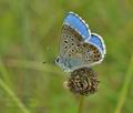 Lysandra_bellargus_br7530