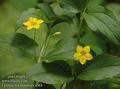 Lysimachia_nemorum_a563