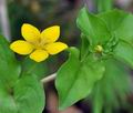 Lysimachia_nemorum_bu0046