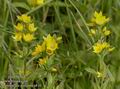 Lysimachia_punctata_a810