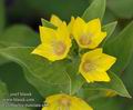 Lysimachia_punctata_a811