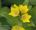 Lysimachia_punctata_a811