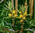 Lysimachia_thyrsiflora_4022