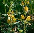 Lysimachia_thyrsiflora_4860