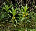 Lysimachia_thyrsiflora_bc5869