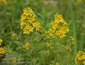 Lysimachia_vulgaris_a764