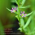 Lythrum_hyssopifolia_af0894