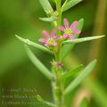 Lythrum_hyssopifolia_af0911