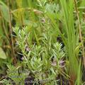 Lythrum_hyssopifolia_af0915